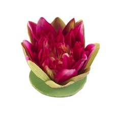 Lotus Fuchsia 13 Cm