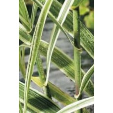 Arundo donax variegata (in beker) (in pot)