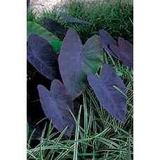 Colocasia rubra 'Black Magic' P11