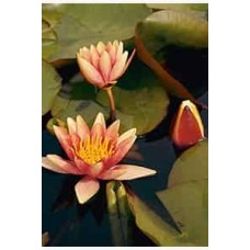 Nymphaea 'Sioux'