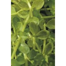Rotala rotundifolia green