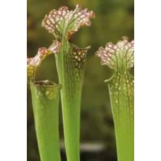 Sarracenia Farnhannii