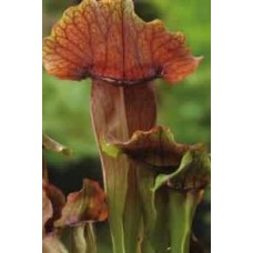 Sarracenia Maroon