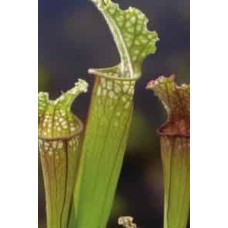 Sarracenia Stevensii