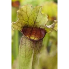 Sarracenia Leucophylla