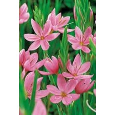 Schizostylis coc. 'Mrs. Hegarty'