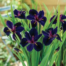 Iris black 'Gamecock'