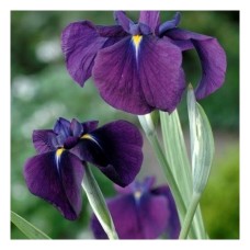 Iris kaempferi 'Variegata'