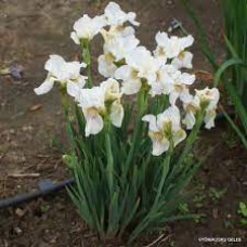 Iris Sibirica Not Quite White