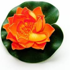 Lotus Foam Orange 20 cm