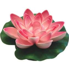 Lotus foam pink 10cm