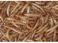 Meelwormen 1,2 liter