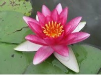 nymphaea Attraction 3L