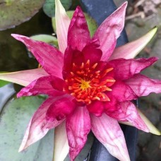 Nymphaea Red Spider 3l
