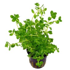 Rotala rotundifolia green